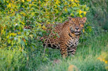 Jaguar выпущен в Аргентину для помощи исчезающим видам животных