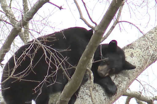 Four bears fell asleep on a tree in the city center