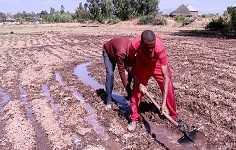 Эфиопия расширяет поливное выращивание пшеницы