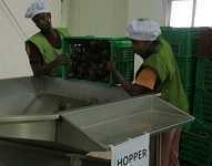 Эфиопия получает 2-й завод по переработке авокадо на экспорт