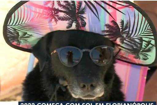 Hund mit Sonnenbrille und Hut an einem Strand in Florianópolis wird zum ersten Meme des Jahres 2022