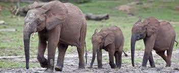 Слон топче зімбабвійську жінку та немовля