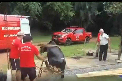 Пожарные спасают скот, который упал в осадный бассейн в Вольта-Редонда (RJ)