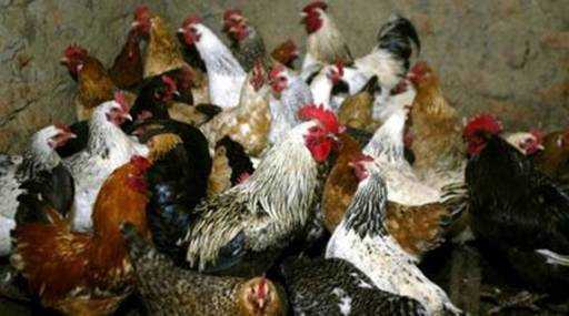 Indien - Alle Maßnahmen zur Vorbeugung der Vogelgrippe in Tamil Nadu, sagt Regierung