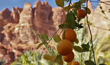 Arabia Saudyjska – AlUla świętuje swoje dziedzictwo owoców cytrusowych
