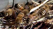 Пчелы в Смолянской области вылетают из ульев, привлеченные необычно теплой погодой