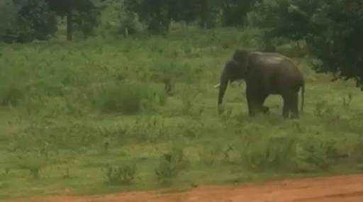 Индия - слон замечен возле жилого квартала на окраине Бангалора.