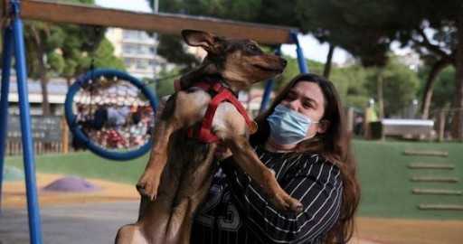 Опека над собаками: Испания должна учитывать благополучие домашних животных в бракоразводных процессах