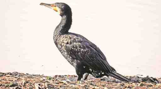 Inde - Recensement des oiseaux d'eau d'Asie : au lac Sanjay, baisse des espèces d'oiseaux d'eau cette fois par rapport aux 3 dernières années