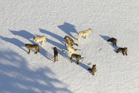 Łowcy zabijają 20 wilków Yellowstone, które wywędrowały z Parku