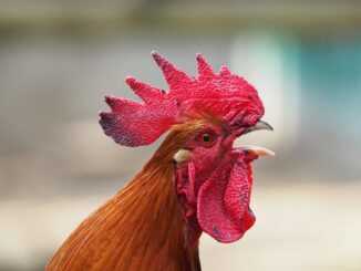Izrael odkrije več kot milijon okuženih piščancev in puranov od izbruha ptičje gripe