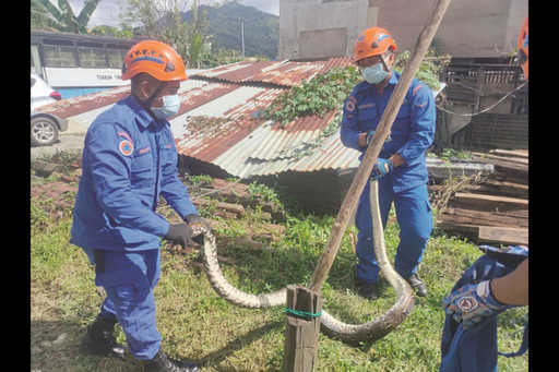 Malásia - python 50kg capturado em Tuaran