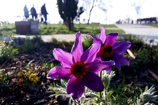 Russia - Snowdrops, sleep-grass and crocuses bloomed in Crimea