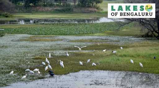 India - Lacurile Bengaluru: Când un PSU de apărare a intervenit pentru a reînvia lacul Doddabommasandra