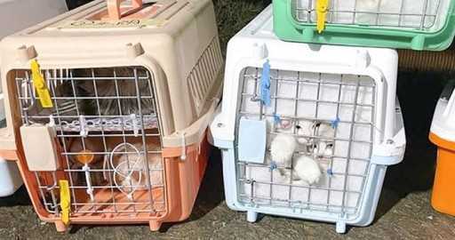 Autoritățile din Hong Kong confisc animale de companie, organe genitale de animale înghețate și cozi în cadrul unui raid împotriva contrabandei