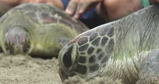 Индонезия выпустила 33 морских черепах после спасения от браконьеров