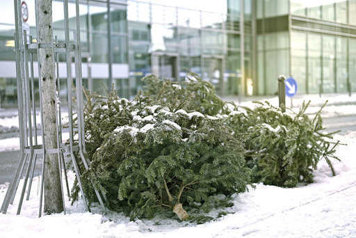 Rússia - A ação tradicional Círculo da árvore de Natal começou em Moscou