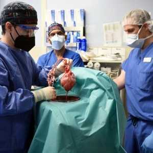 Во-первых, хирурги в США пересаживают сердце свиньи человеку