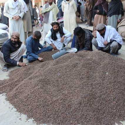 Афганские кедровые орехи приземлились в Китае, поскольку посол ушел из-за замораживания наличных денег