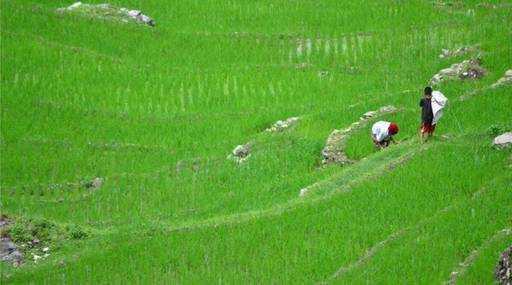 India - Farmár sa zranil pri útokoch na leňochody v Dahode