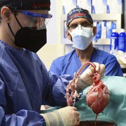 Американские врачи впервые пересадили генетически отредактированное сердце свиньи человеку