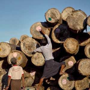Торговые данные: экспорт тикового дерева из Мьянмы помогает финансировать военное правление