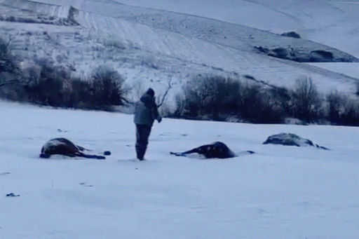 In Altai . getötete Pferdeherde