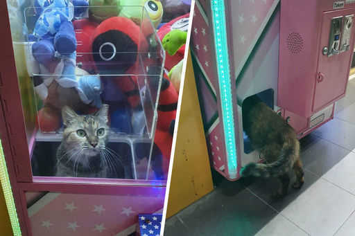 Katten klättrade in i leksaksmaskinen och fick sociala nätverk att skratta