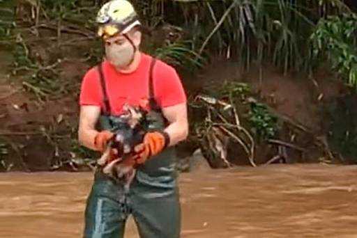 Un chien bloqué dans un ruisseau est sauvé par un pompier à Goiás ; Voir