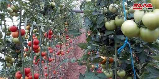 Szklarnie Homs produkują 13 000 ton warzyw