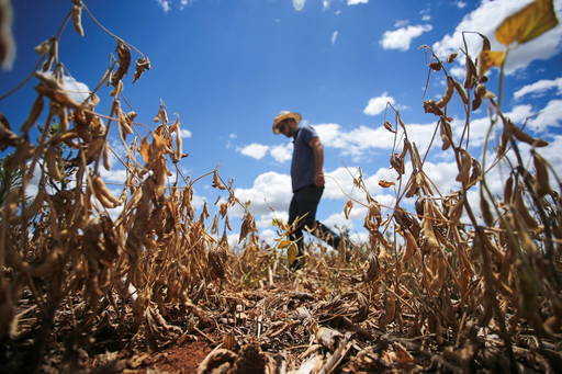 Из-за засухи 200 муниципалитетов Риу-Гранди-ду-Сул объявили чрезвычайное положение.