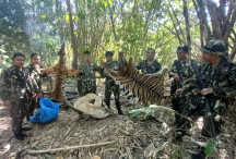 Япония: шкуры бенгальского тигра, оружие изъяты в лесу, 5 подозреваемых сбежали