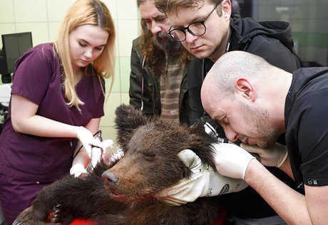 Les vétérinaires polonais espèrent que les antibiotiques sauveront l'ourson brun