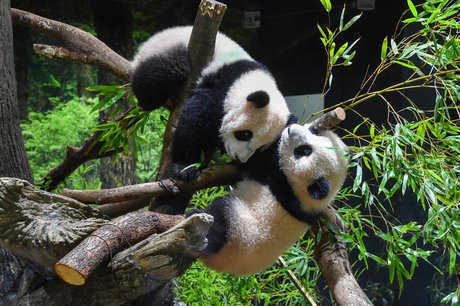 Дебют детенышей панды-близнеца в Токийском зоопарке, преданные фанаты