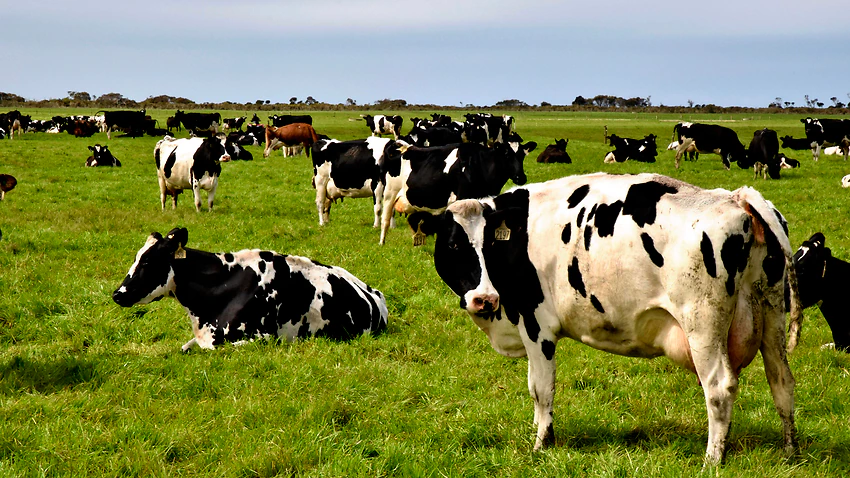 Австралия: сжатие цепочки поставок может привести к сбросу молока