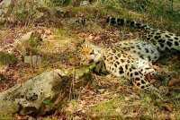 Russia - A leopard spotted behind the Trans-Siberian Railway turned out to be a mystery animal