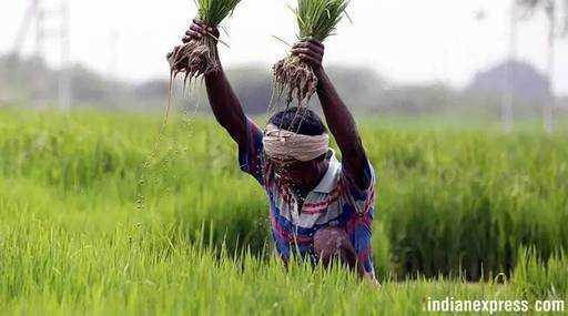 Indija - Zavarovalnice pospešujejo izplačila izgube pridelka, večina škod je poravnana