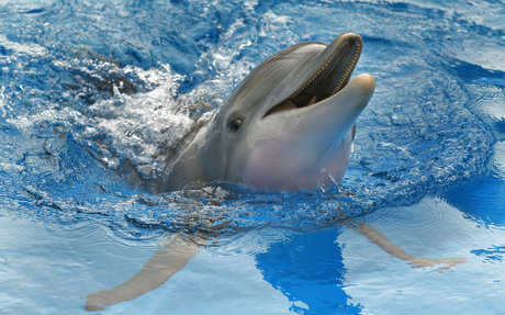 Пепел зимы: кинозвезда-дельфин выпущен в залив