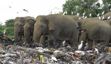 Слоны умирают от поедания пластиковых отходов на свалке в Шри-Ланке
