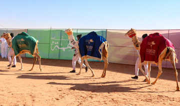 Arábia Saudita - Dona de uma empresa feminina montando camelos no King Abdulaziz Camel Festival