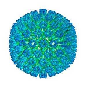 Badanie: Silniejsze dowody łączące wirusa ze stwardnieniem rozsianym