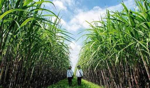 Националната независимост от захарта подобрява благосъстоянието на фермерите
