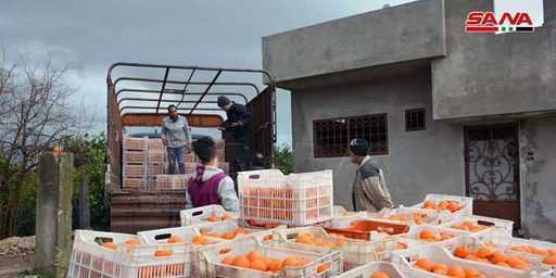 Die Lieferung von Zitrusfrüchten aus Tartus und Latakia ist in vollem Gange