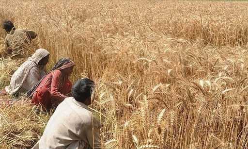 Пакистан - Департамент сельского хозяйства ищет заявки от потенциальных фермеров на участие в конкурсе по производству пшеницы