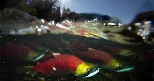 Canada - Le gouvernement Tŝilhqot'in scandalisé par la récolte commerciale de saumon en Alaska à destination de la Colombie-Britannique