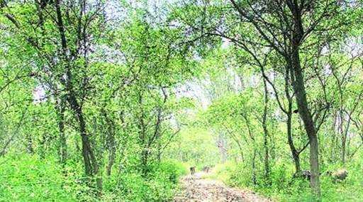 Индия - UT, прикрытие леса Панчкула, сокращение Мохали