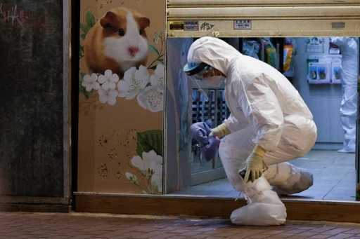 Гонконг убьет 2000 животных после того, как хомяки заразились COVID