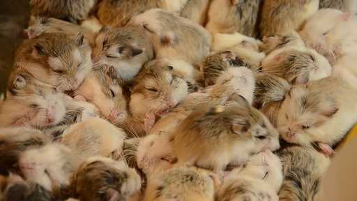 More than 2,000 hamsters are confiscated from pet stores in Hong Kong - they are suspected of spreading the delta strain of coronavirus