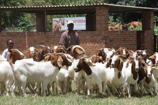 Проект бурської кози приносить великі гроші