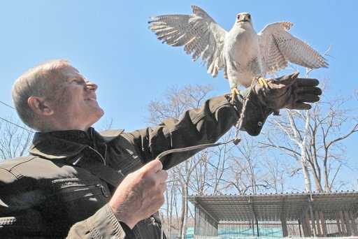 Russia - In Kamchatka, they started restoring the population of red book gyrfalcons